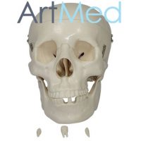 Crânio Humano Tamanho Real ART-104 | ArtMed