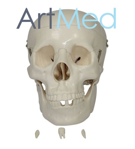 Crânio Humano Tamanho Real ART-104 | ArtMed