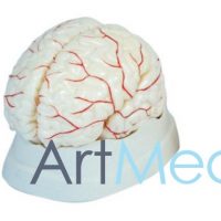 Cérebro Humano ART-308 | ArtMed