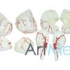 Cérebro Humano ART-308 | ArtMed