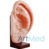 Ouvido Modelo de Acupuntura ART-508A | ArtMed