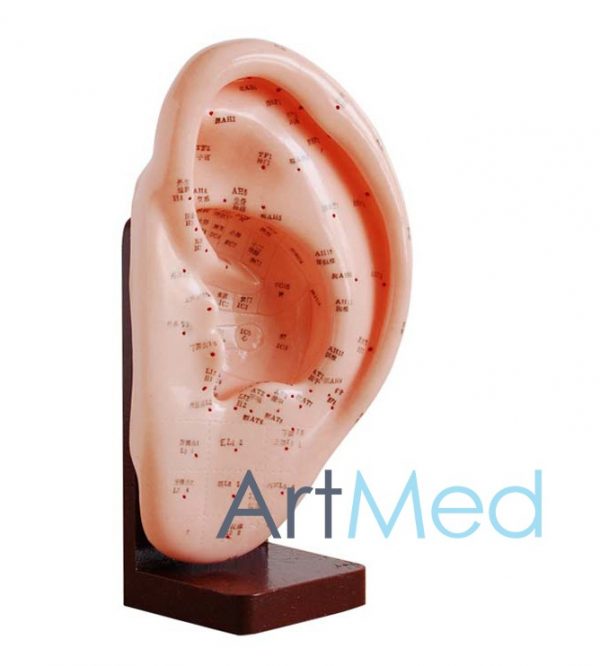 Ouvido Modelo de Acupuntura ART-508A | ArtMed