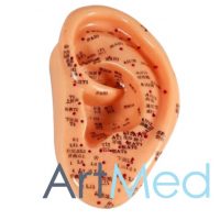 Ouvido Modelo de Acupuntura ART-508B | ArtMed