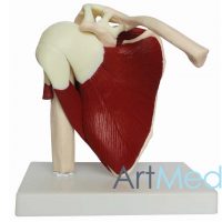 Articulação Ombro com musculo ART-109 | ArtMed