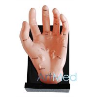 Modelo de Acupuntura Mão ART-511 | ArtMed