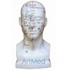 Modelo Anatómico Profissional Médico Acupunctura Cabeça Humano ARTMED