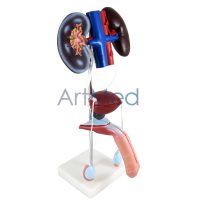 Modelo Anatómico Profissional Médico Região Genital Masculina ARTMED