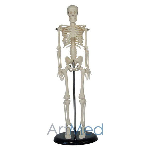 Esqueleto Humano 42cm | ArtMed