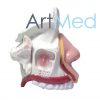 Cavidade Nasal ART-309 | ArtMed