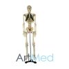 Esqueleto Humano com Nervos 85 cm ART-102A | ArtMed