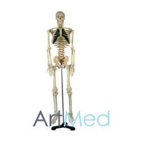 Esqueleto Humano com Nervos 85 cm ART-102A | ArtMed