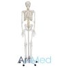 Esqueleto Humano 180 cm ART-101 | ArtMed