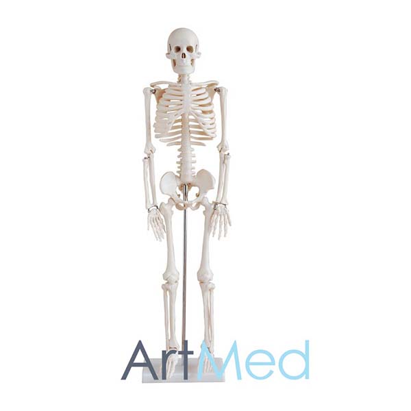Esqueleto Humano 85cm ART-102 | ArtMed