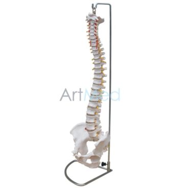 Coluna Vertebral com Pélvis | Artmed