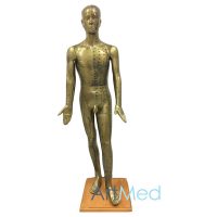 Modelo de Acupuntura Deluxe Dourado | ArtMed