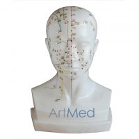 Modelo Anatómico Profissional Médico Cabeça Acupuntura ARTMED