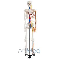 Modelo Anatómico Esqueleto Humano com Nervos e Vasos Sanguineos 85 cm ARTMED