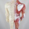 Modelo Anatómico Profissional Médico Acupuntura Muscular Homem 60 cm ARTMED