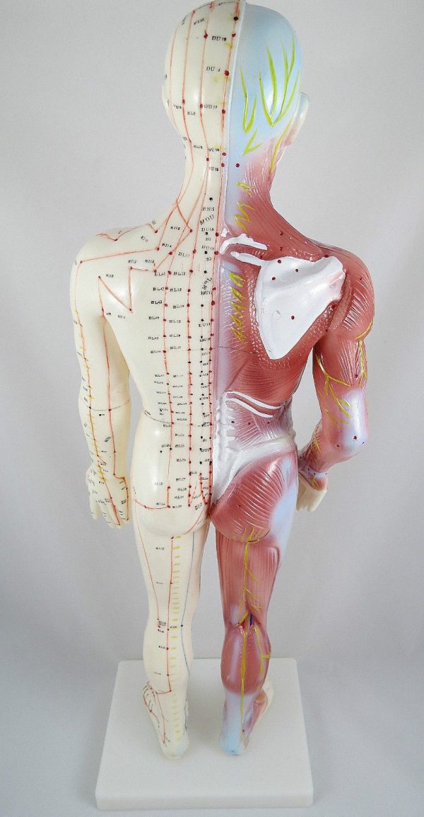 Modelo Anatómico Profissional Médico Acupuntura Muscular Homem 60 cm ARTMED
