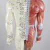 Modelo Anatómico Profissional Médico Acupuntura Muscular Homem 55 cm ARTMED