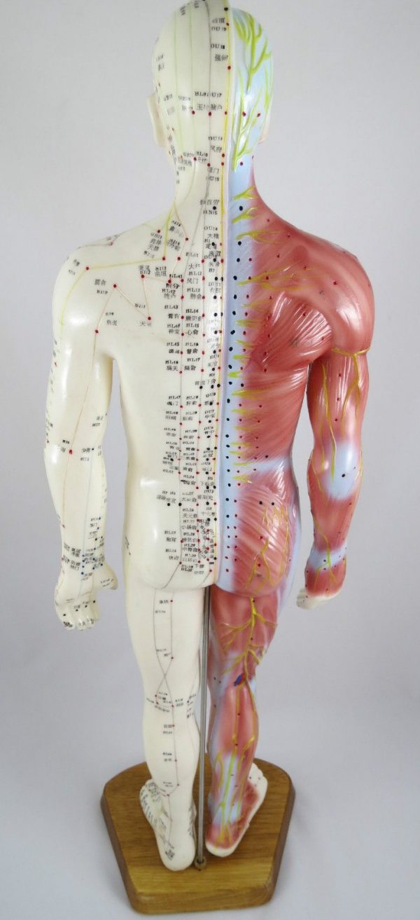 Modelo Anatómico Profissional Médico Acupuntura Muscular Homem 55 cm ARTMED