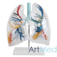 Transparente Segmento Pulmonar ART-330 | ArtMed