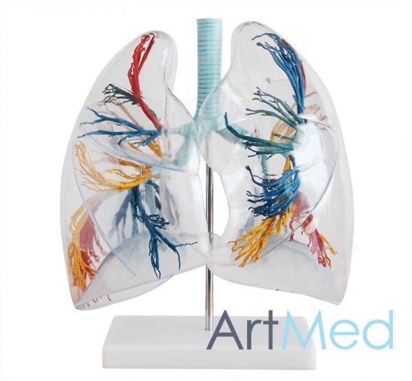 Transparente Segmento Pulmonar ART-330 | ArtMed