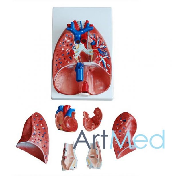 Laringe, Coração e Pulmão ART-320 | ArtMed