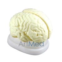 Modelo Anatómico Profissional Médico Cérebro Humano ARTMED
