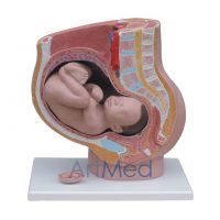 Modelo Anatómico Profissional Médico Região Pélvica Feminina 4 partes ARTMED