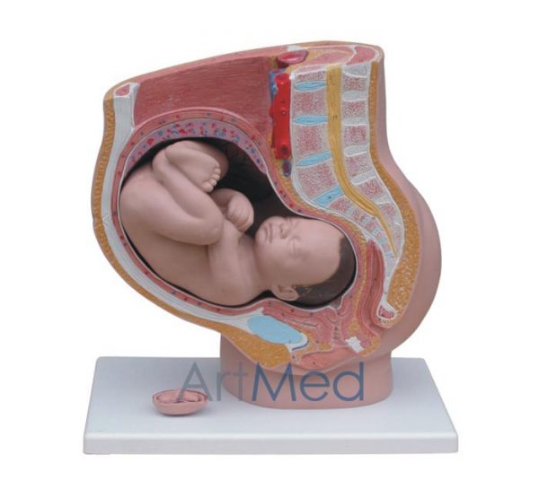 Modelo Anatómico Profissional Médico Região Pélvica Feminina 4 partes ARTMED