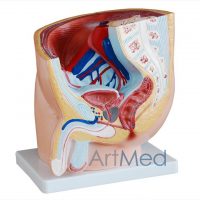 Modelo Anatómico Profissional Médico Região Pélvica Masculina ARTMED