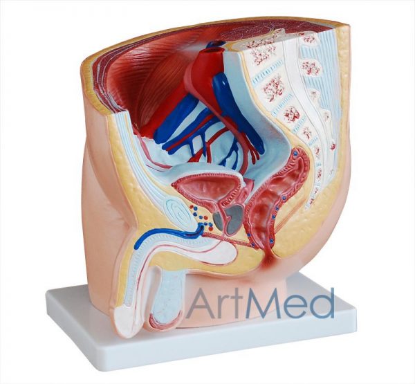 Modelo Anatómico Profissional Médico Região Pélvica Masculina ARTMED