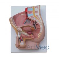 Modelo Anatómico Profissional Médico Região Pélvica Masculina 2 partes ARTMED