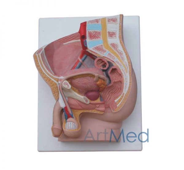 Modelo Anatómico Profissional Médico Região Pélvica Masculina 2 partes ARTMED