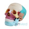 Crânio Humano ART-104C | ArtMed