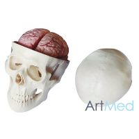Crânio Humano Tamanho Real com Cérebro ART-104E | ArtMed