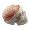 Crânio Humano Tamanho Real com Cérebro | ArtMed
