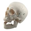 Crânio Humano Tamanho Real com Cérebro - Mandíbula Articulada | ArtMed