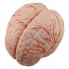 Crânio Humano Tamanho Real com Cérebro | ArtMed