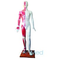 Acupuntura Muscular Homem Deluxe 178 cm ART-501 | ArtMed