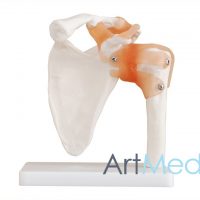 Articulação Ombro ART-109 | ArtMed