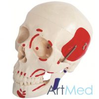 Crânio Tamanho Real com Músculos ART-104B | ArtMed