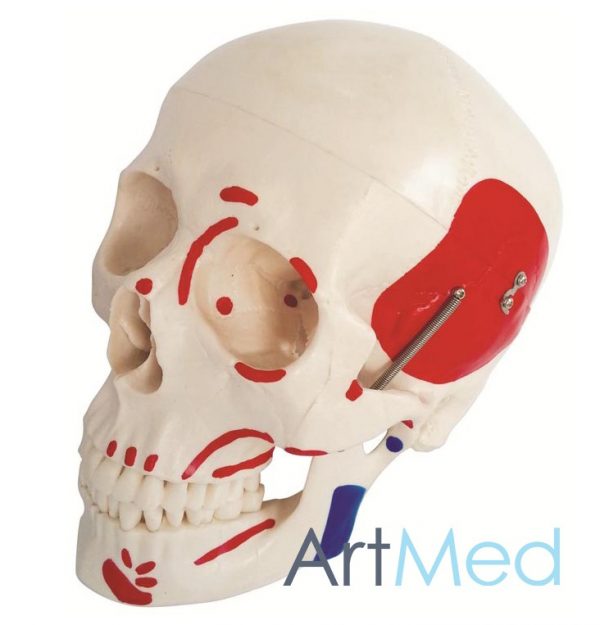 Crânio Tamanho Real com Músculos ART-104B | ArtMed