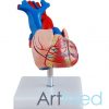 Coração Tamanho Natural ART-307A | ArtMed