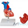 Coração Tamanho Natural ART-307A | ArtMed