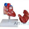 Coração Tamanho Natural Novo Estilo ART-307B | ArtMed