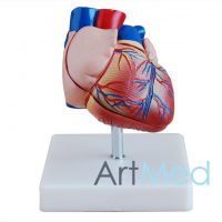 Coração Tamanho Natural Novo Estilo ART-307B | ArtMed