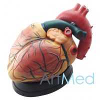 Coração Jumbo Novo Estilo ART-307C | ArtMed