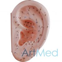 Modelo de Acupunctura Orelha 40CM ART-508D | ArtMed